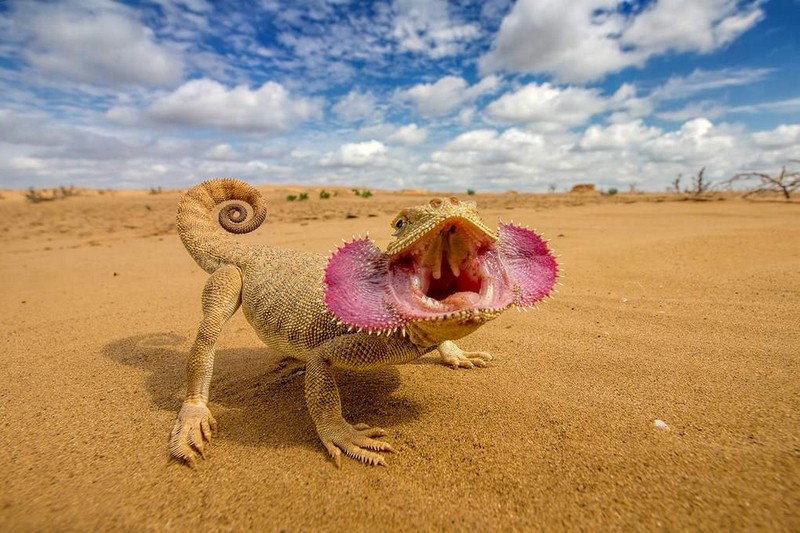 荒漠沙蜥正在恐吓摄影师.