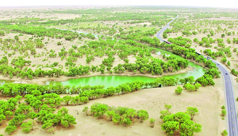 受益于生态输水 塔河流域1500万亩胡杨林活得“滋润”
