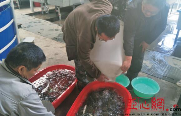 野生斑重唇鱼在新疆塔河流域成功繁育