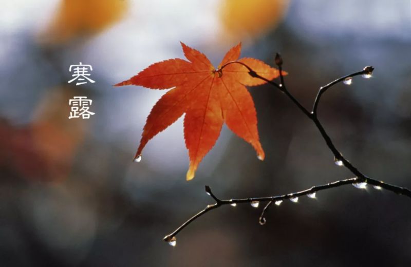 今日寒露