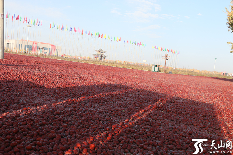 提质增效让新疆红枣走可持续发展之路