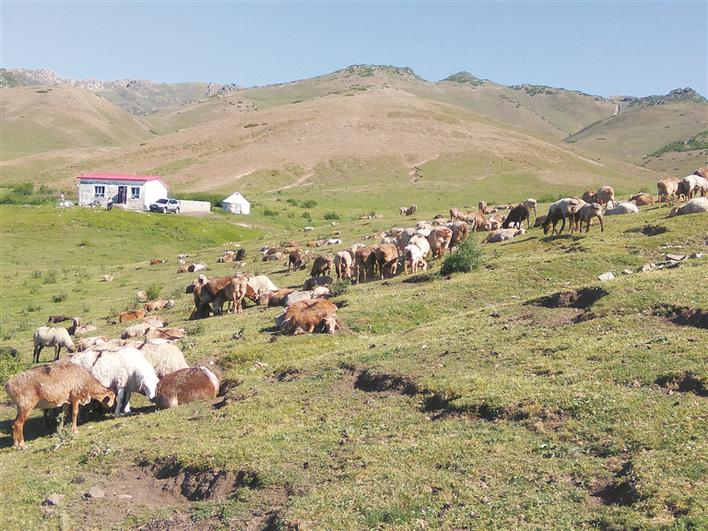 唱响增收牧歌 九师团结农场加快畜牧业发展纪实 天山网 新疆新闻门户