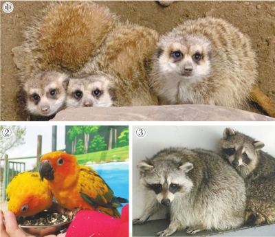 浣熊、细尾獴、蓝凤冠鸠…… 天山野生动物园来了新成员