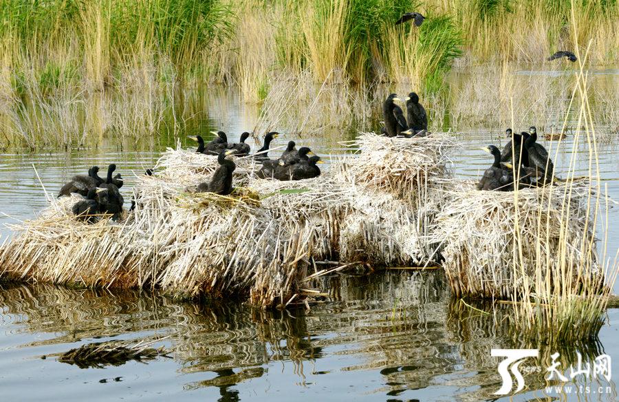 【高清组图】小满节气到来 新疆博斯腾湖布满野生禽鸟