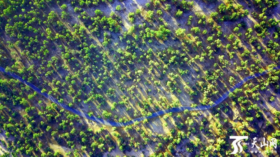 航拍新疆塔里木河湿地胡杨林壮美如画