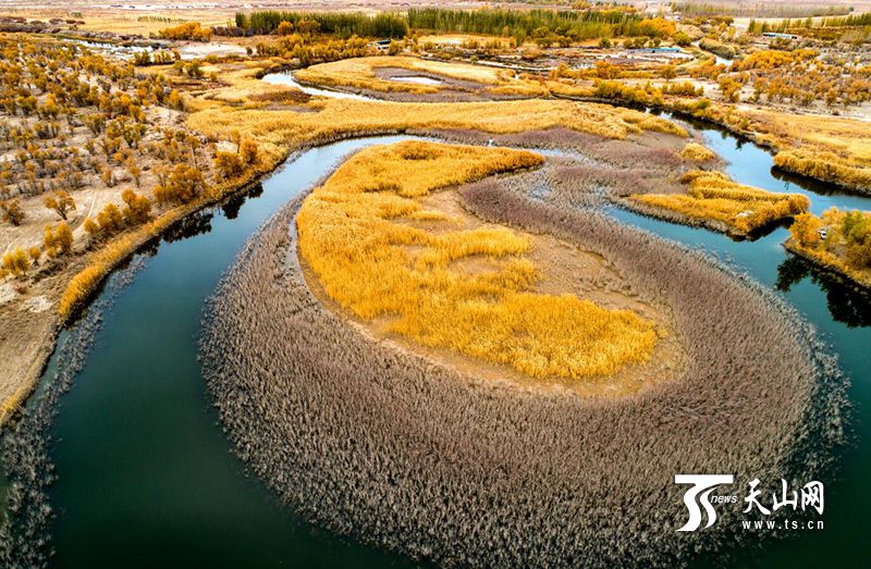 3年补了36个天池的水 塔河流域1500万亩胡杨不再喊渴