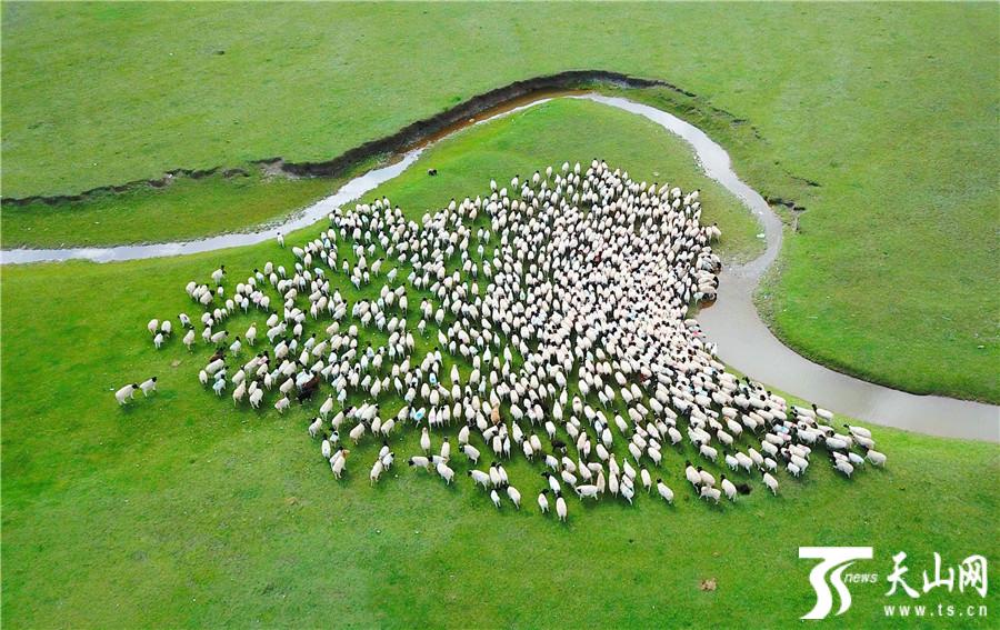 【高清组图】和静县巴音布鲁克草原洁白的羊群如珍珠