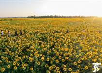 克拉玛依3000亩向阳花绽放