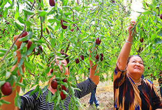 托克逊县11万亩红枣迎丰收