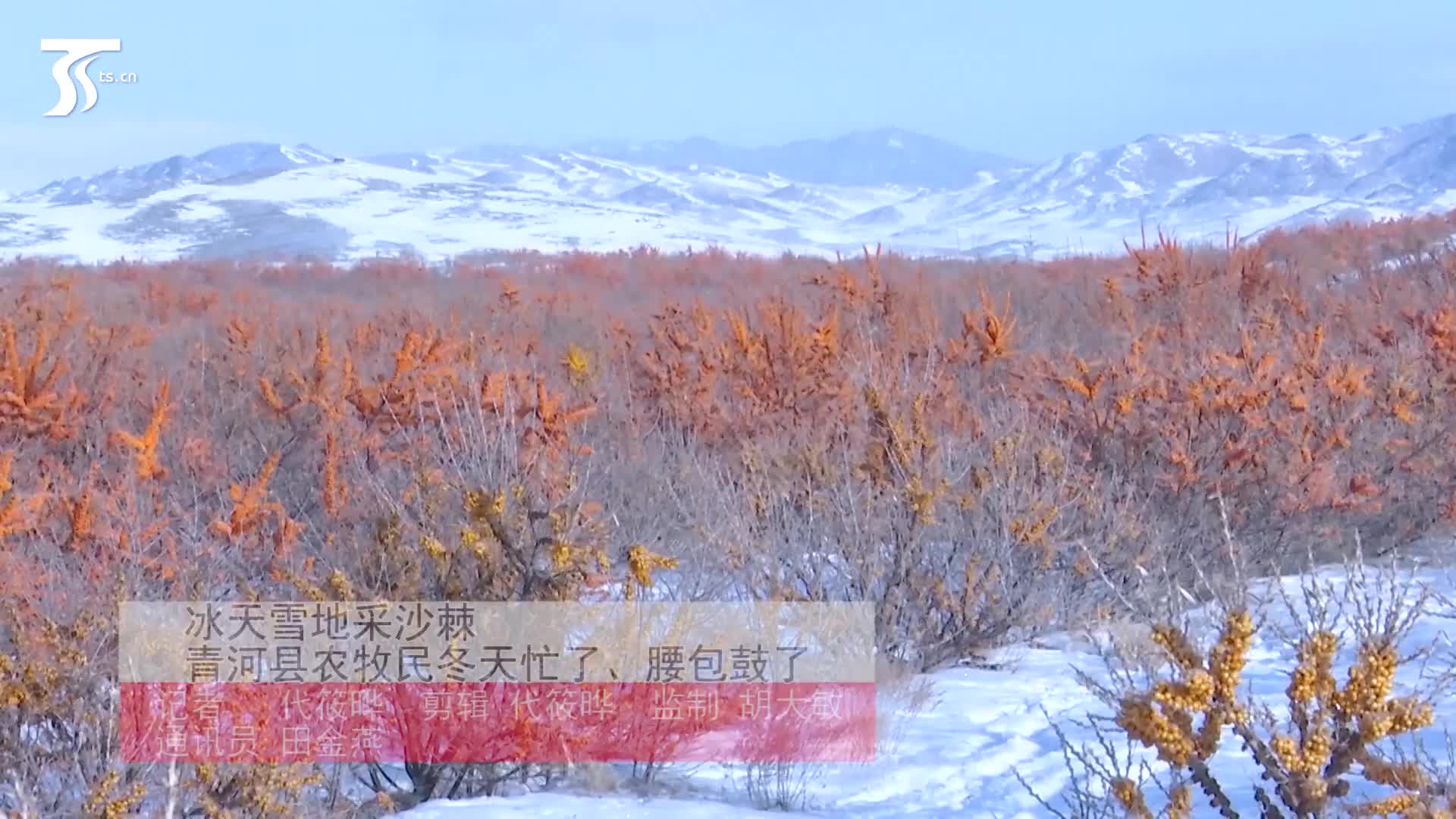 冰天雪地采沙棘 青河县农牧民冬天忙了,腰包鼓了