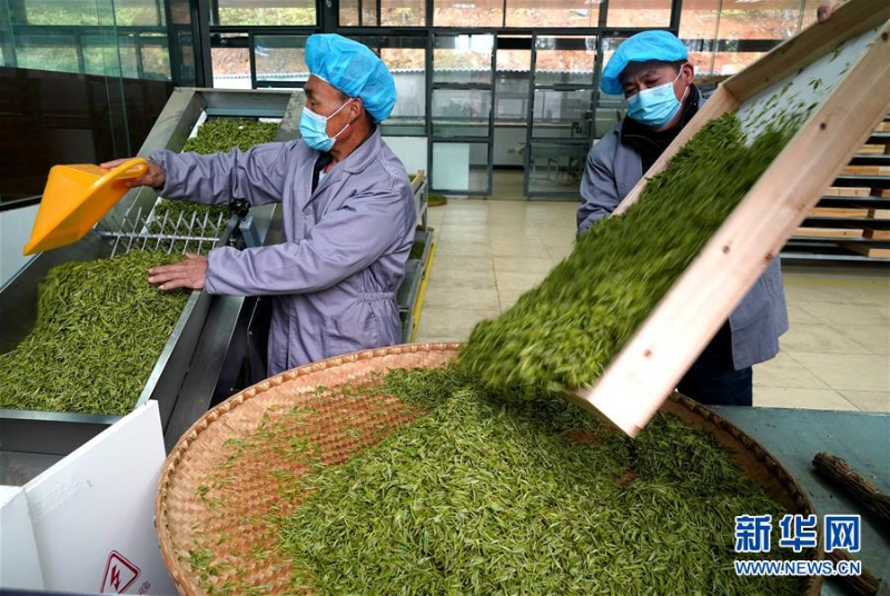 复苏,从一片茶叶开始—河南大别山区经济见闻