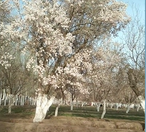 看看喀什的春天来了