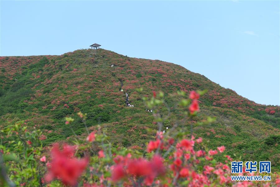 杜鹃花开景色美 国内新闻 亚心网