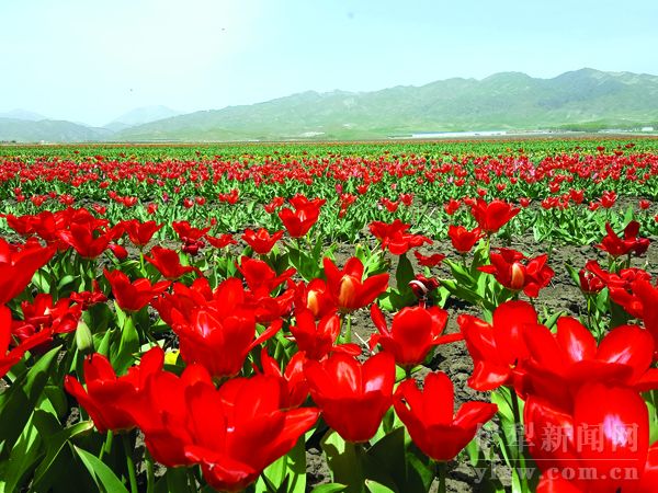 郁金香花海美了昭苏-天山网 新疆新闻门户