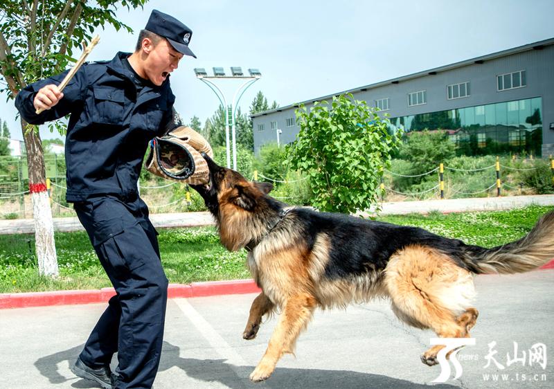 汪者荣耀新疆出入境边防检查总站警犬大练兵