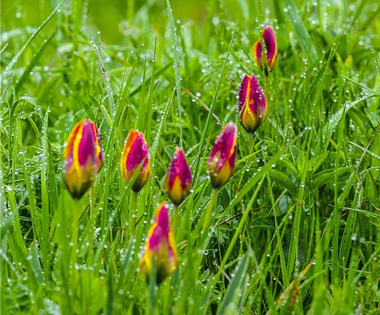 尼勒克县唐布拉大草原花香袭人