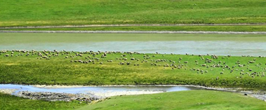 巴音布鲁克草原陆续进入返青期