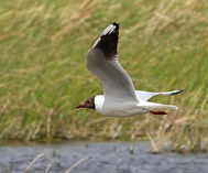 巴里坤草原湿地群鸟嬉戏