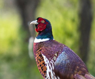 好生态引来众多野生动物