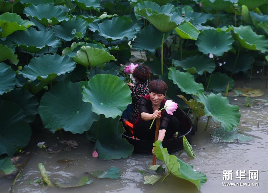 （社会）（1）江南水乡“庆端午 划菱桶”