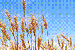 霍尔果斯2.3万亩小麦开镰收割