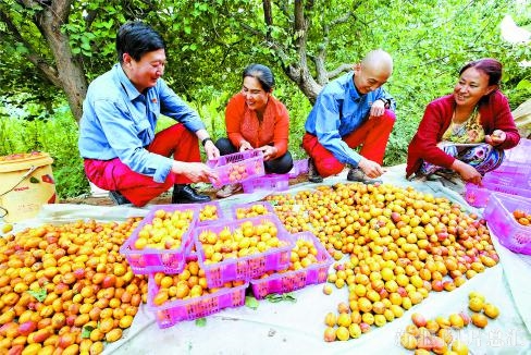 【推动高质量发展调研行 · 看产业结构转型升级②】新疆大果园散发青春气息