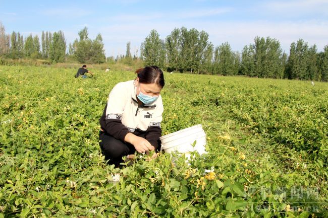 新源县:百亩金银花迎来采摘季