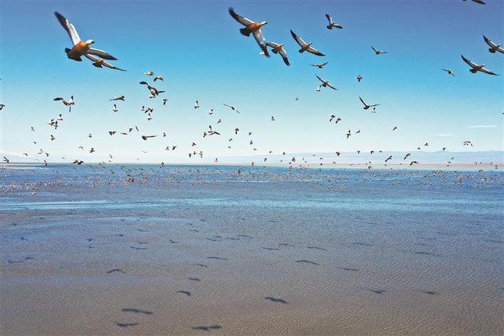 艾比湖生态环境持续向好 吸引各类鸟儿栖息