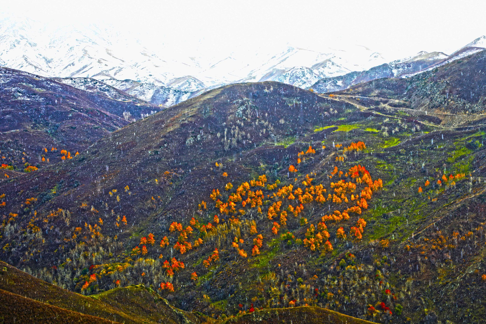 绿水青山丨新疆额敏县:用最美诗篇迎接冬的到来