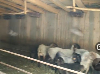 艾买尔的羊圈里养了一些羊还养了一些鸽子