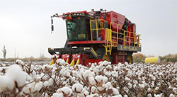新疆棉花再获丰收 预计产量增长3.1%