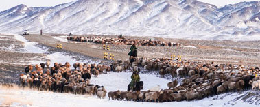 一组图片，看新疆哈巴河县牧民冬季转场“大片”