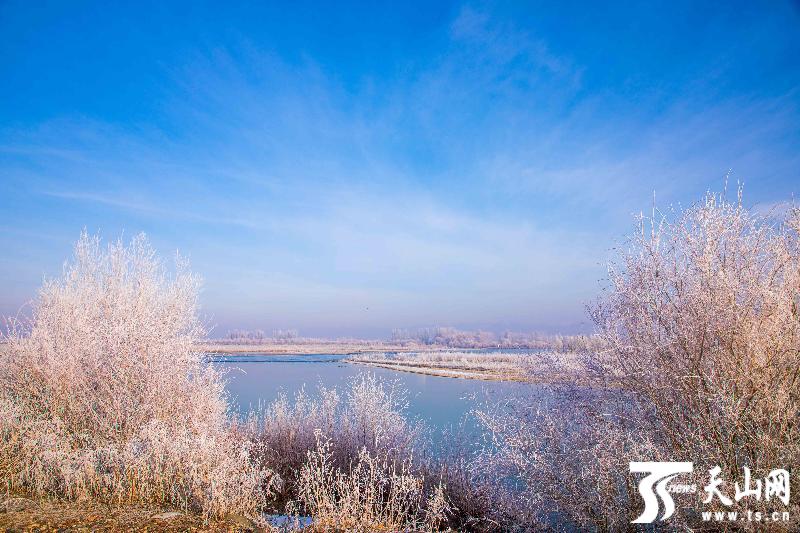 察布查尔锡伯自治县雪树银花雾凇美景宛若童话