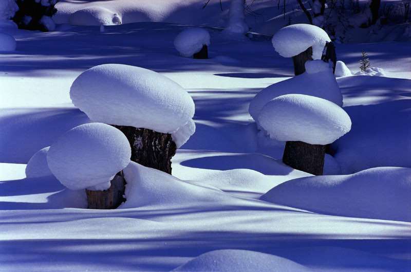 新疆冰雪奇观丨有一种冬季专属惊喜叫禾木雪蘑菇