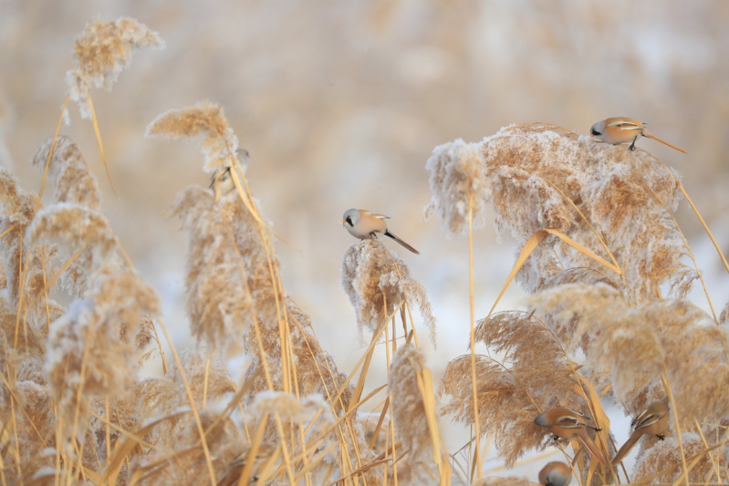 候鸟迁徙看新疆丨新疆玛纳斯：文须雀，芦苇枝上舞-天山网- 新疆新闻门户